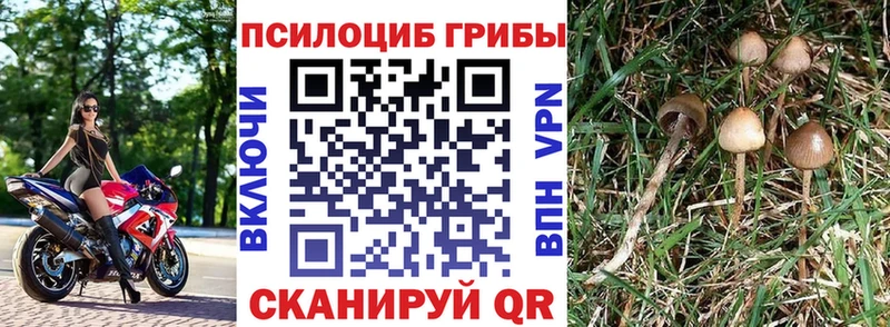 Псилоцибиновые грибы Psilocybine cubensis  Купить где  Шатура 
